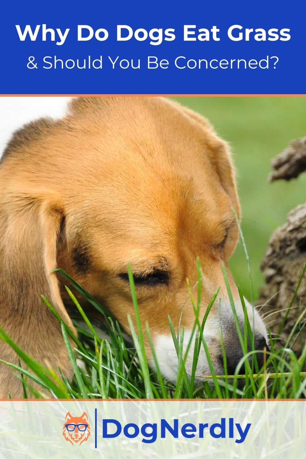 Why Do Dogs Eat Grass and Should You Be Concerned?