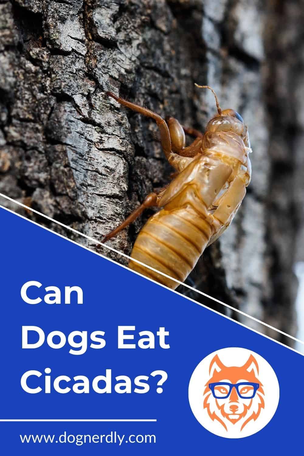 Can Dogs Eat Cicadas? Expert Insights on Safety and Health