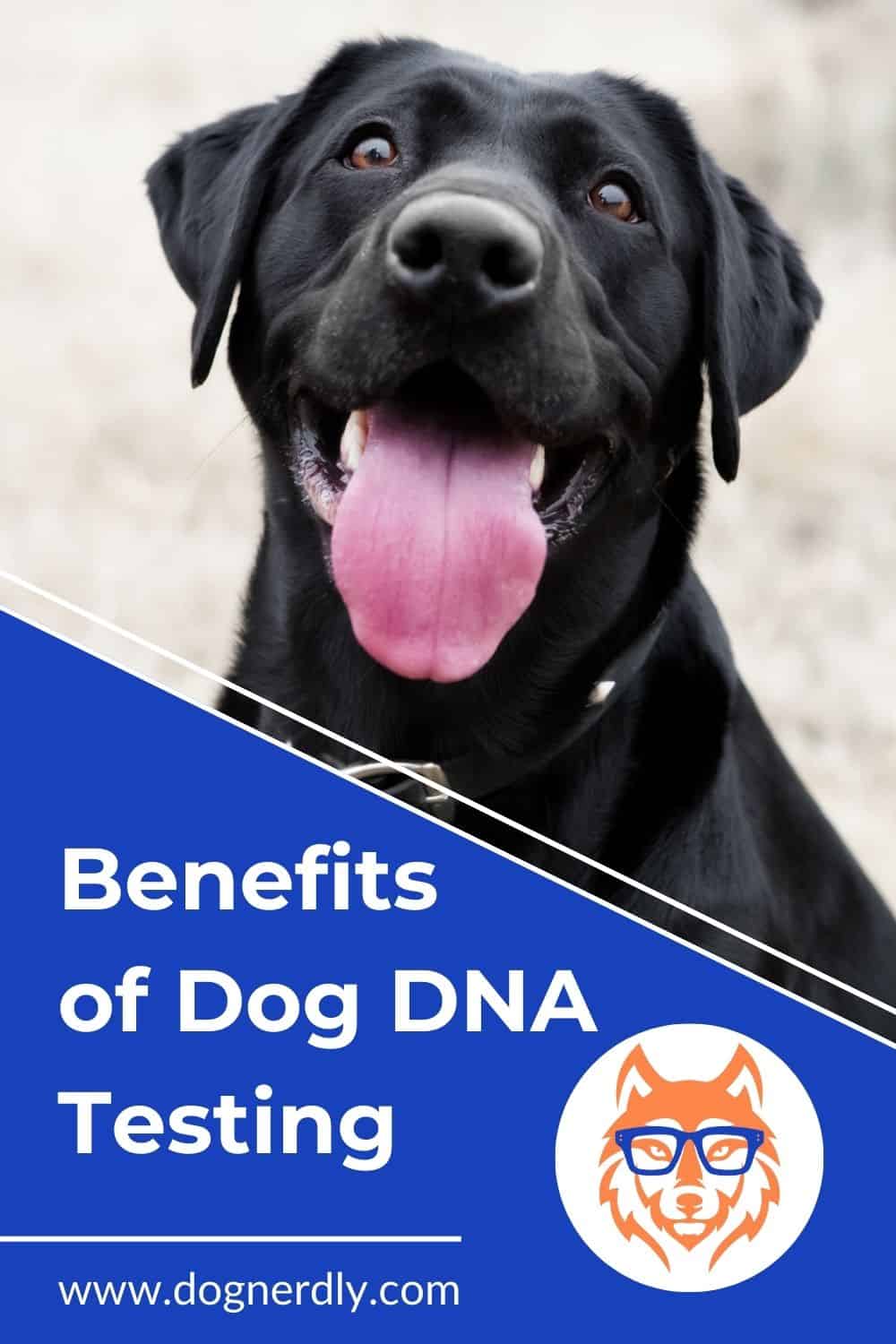 Exploring Dog DNA Tests: Types, Accuracy, and Costs