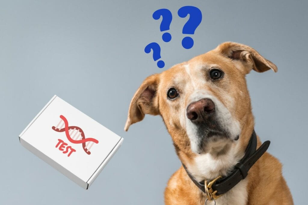 Dog looking at a DNA test kit and wondering his breed