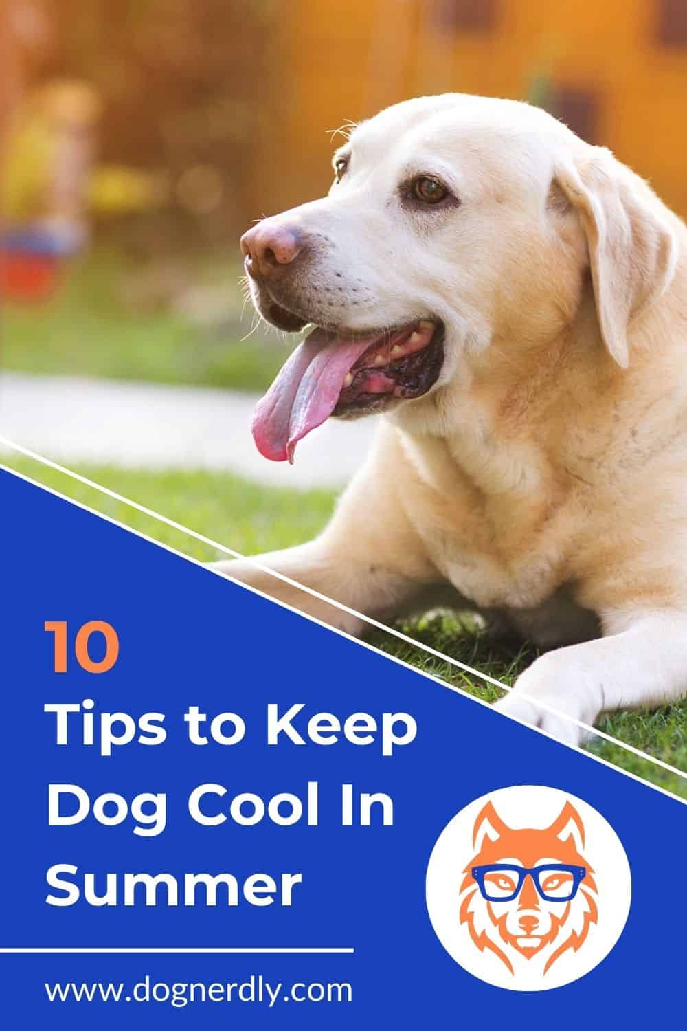 10 Proven Strategies to Keep Dogs Cool in Summer Weather