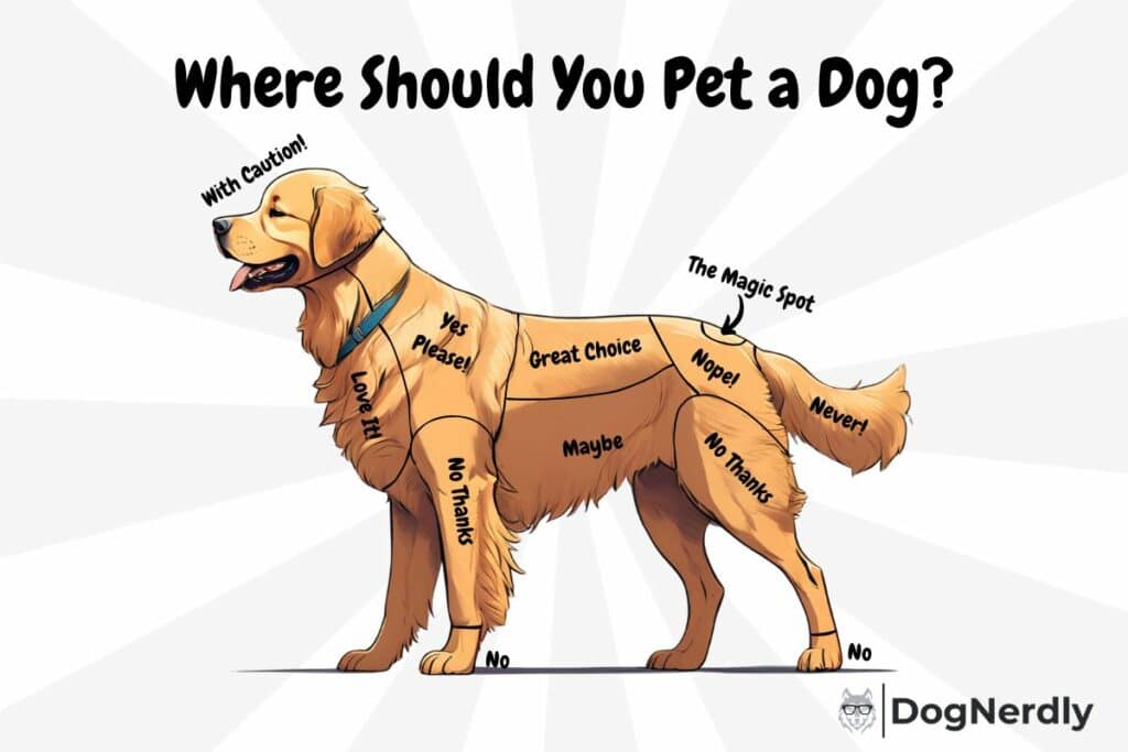 Where to Pet a Dog Infographic by DogNerdly
